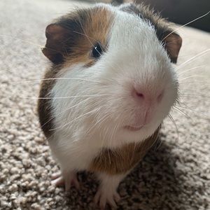 Meet your Posher, Samantha